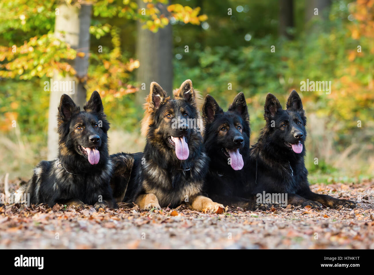 Pack de vieux chiens de berger allemand assis ensemble dans la forêt d'automne Banque D'Images