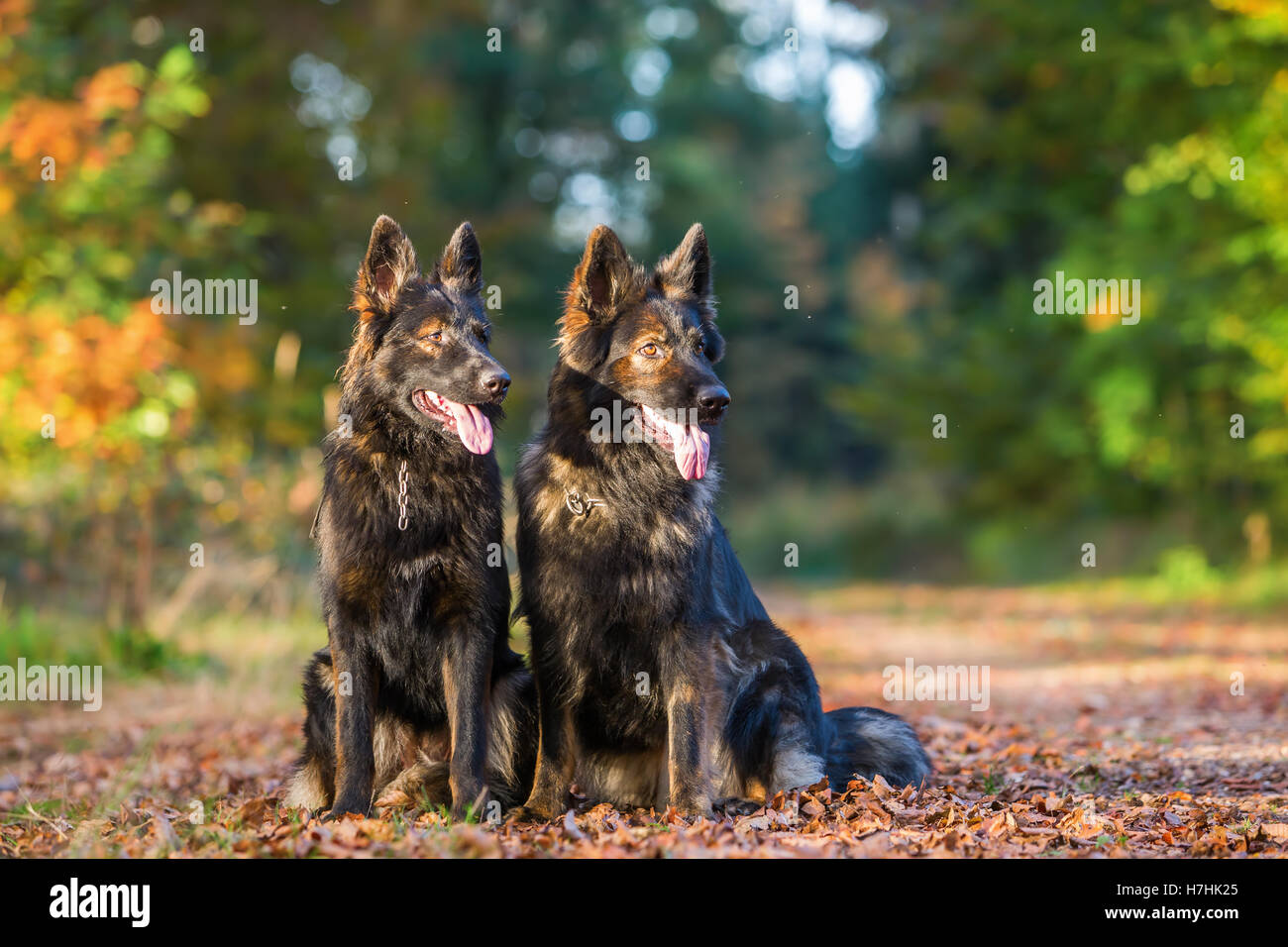 Deux chiens de berger allemand assis ensemble dans la forêt Banque D'Images