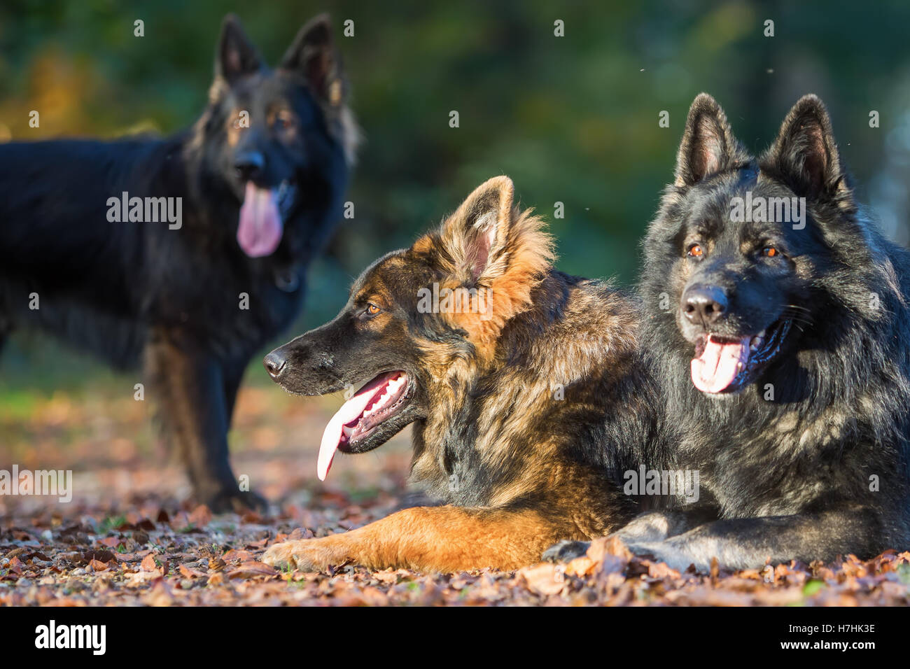 Pack de vieux chiens de berger allemand assis ensemble dans la forêt d'automne Banque D'Images