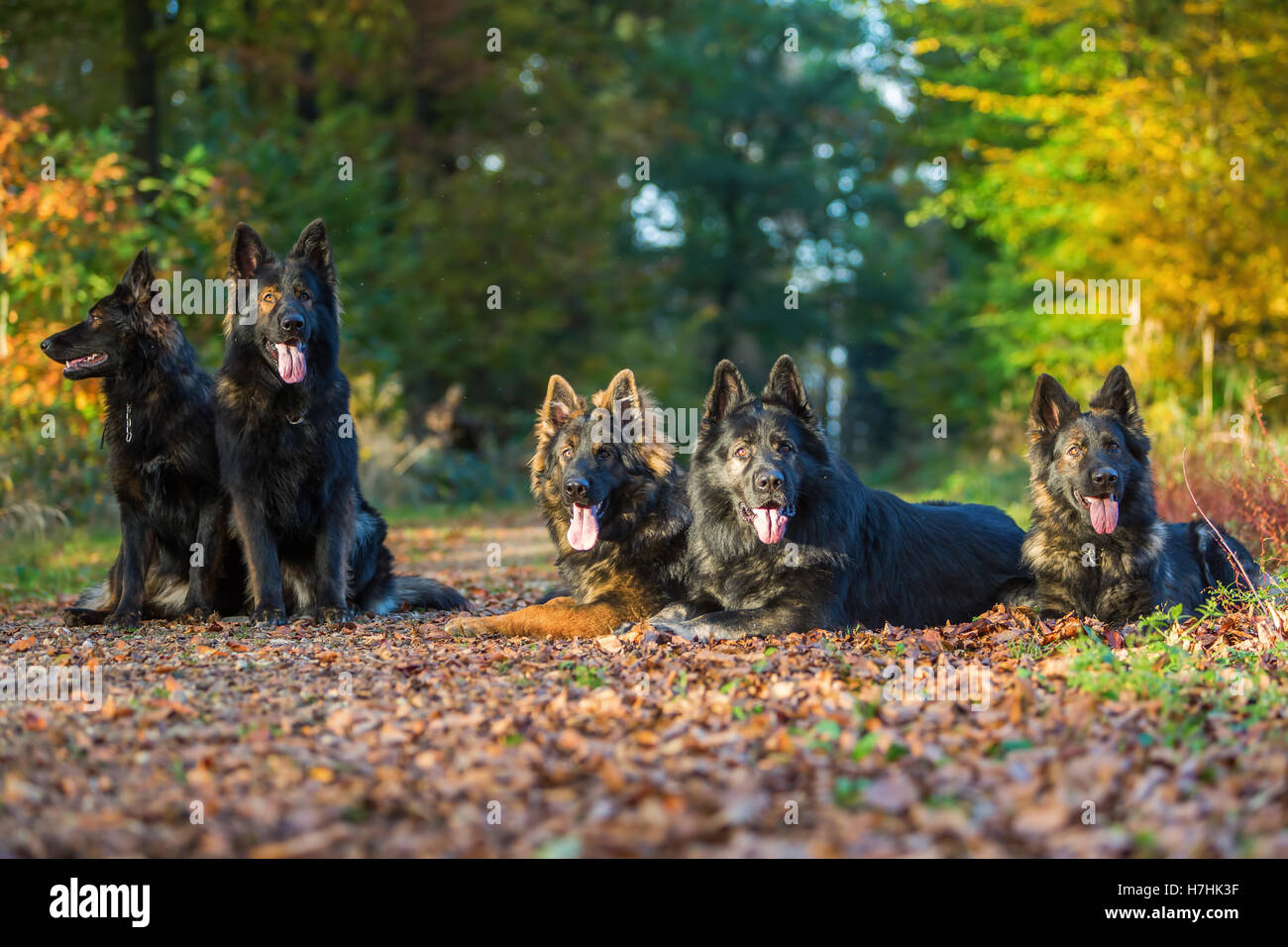 Pack de vieux chiens de berger allemand assis ensemble dans la forêt d'automne Banque D'Images