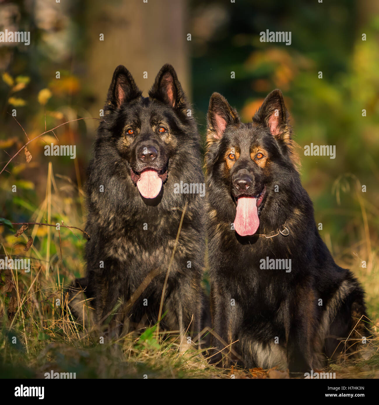 Deux chiens de berger allemand assis ensemble dans la forêt Banque D'Images