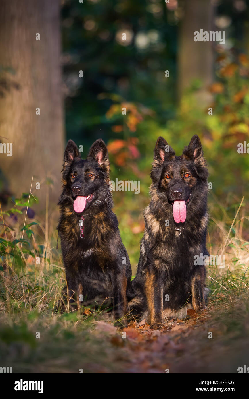 Deux chiens de berger allemand assis ensemble dans la forêt Banque D'Images