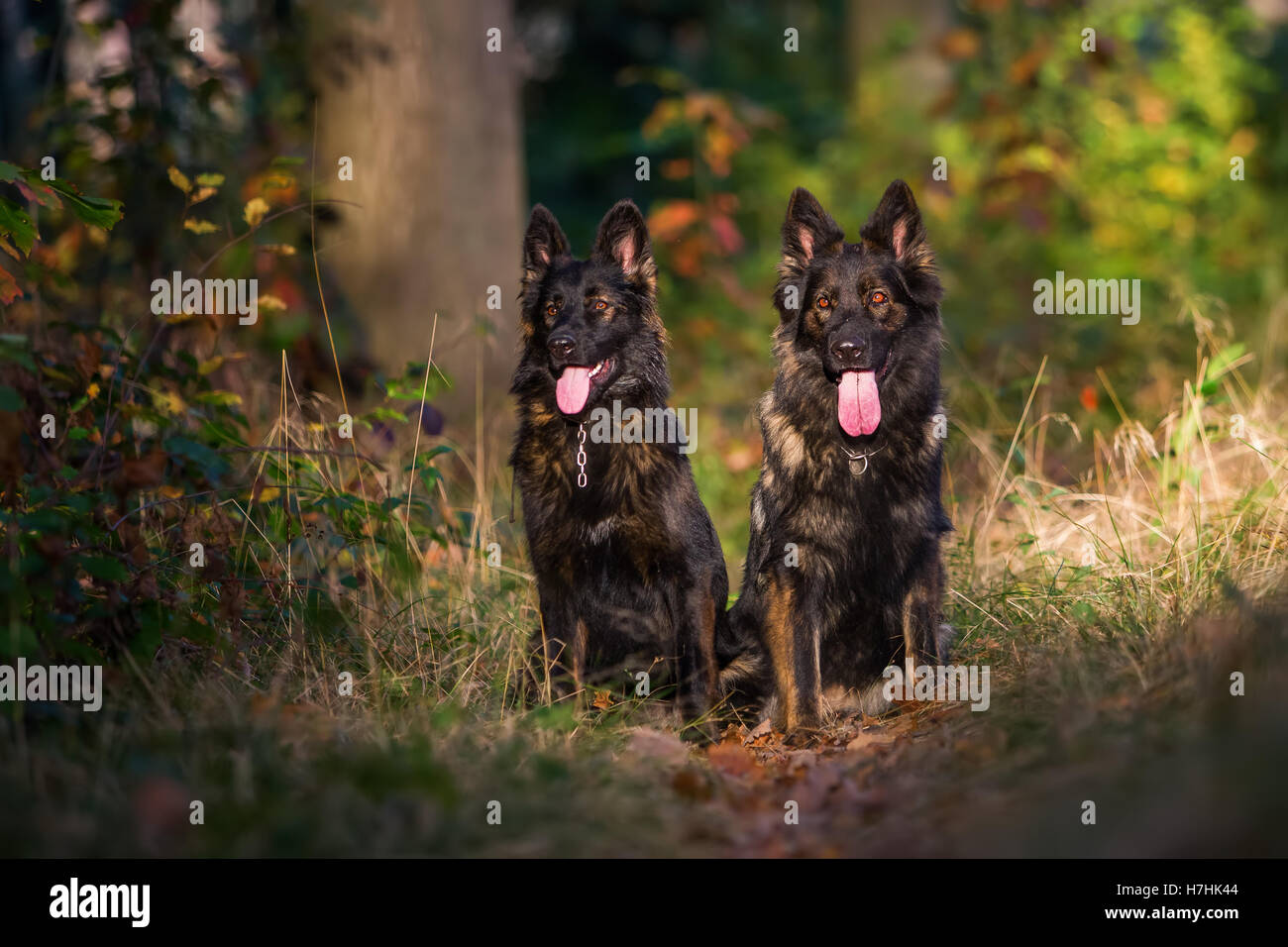 Deux chiens de berger allemand assis ensemble dans la forêt Banque D'Images