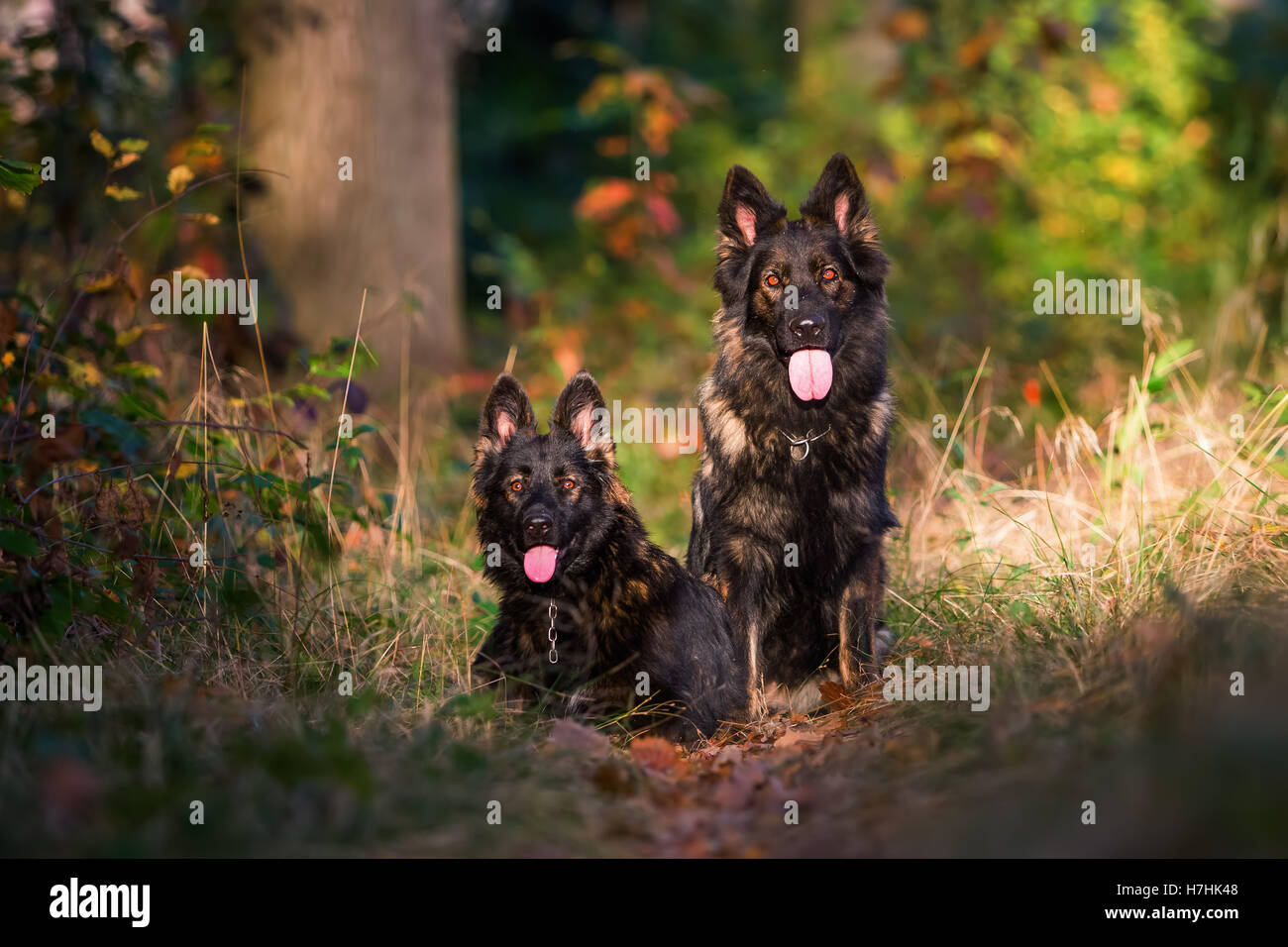 Deux chiens de berger allemand assis ensemble dans la forêt Banque D'Images