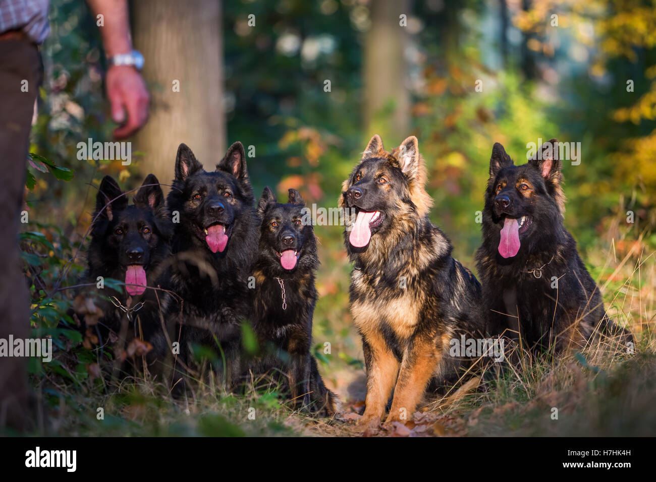 Pack de vieux chiens de berger allemand assis ensemble dans la forêt d'automne Banque D'Images