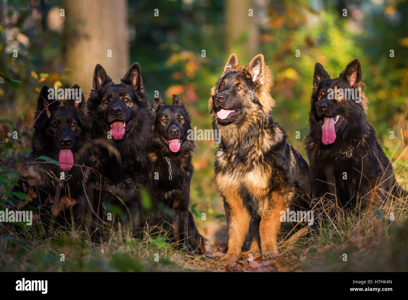 Pack de vieux chiens de berger allemand assis ensemble dans la forêt d'automne Banque D'Images