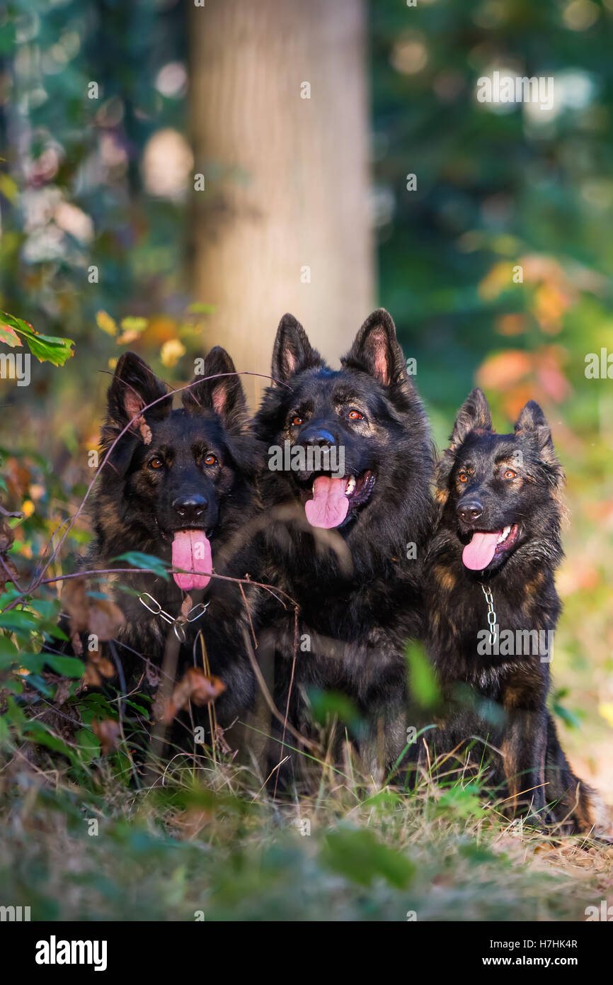 Pack de vieux chiens de berger allemand assis ensemble dans la forêt d'automne Banque D'Images