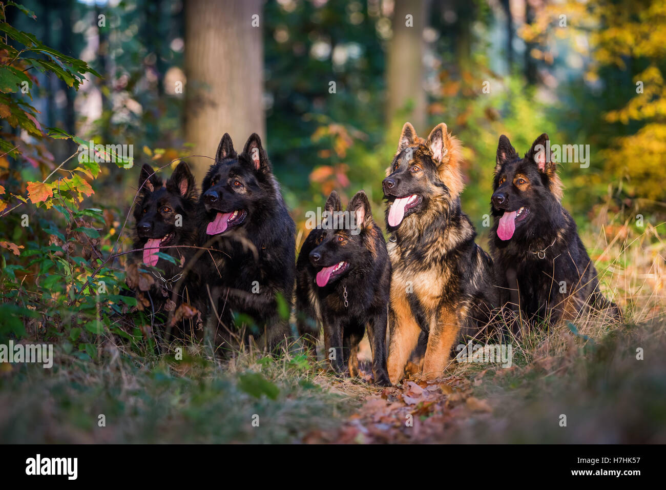 Pack de vieux chiens de berger allemand assis ensemble dans la forêt d'automne Banque D'Images