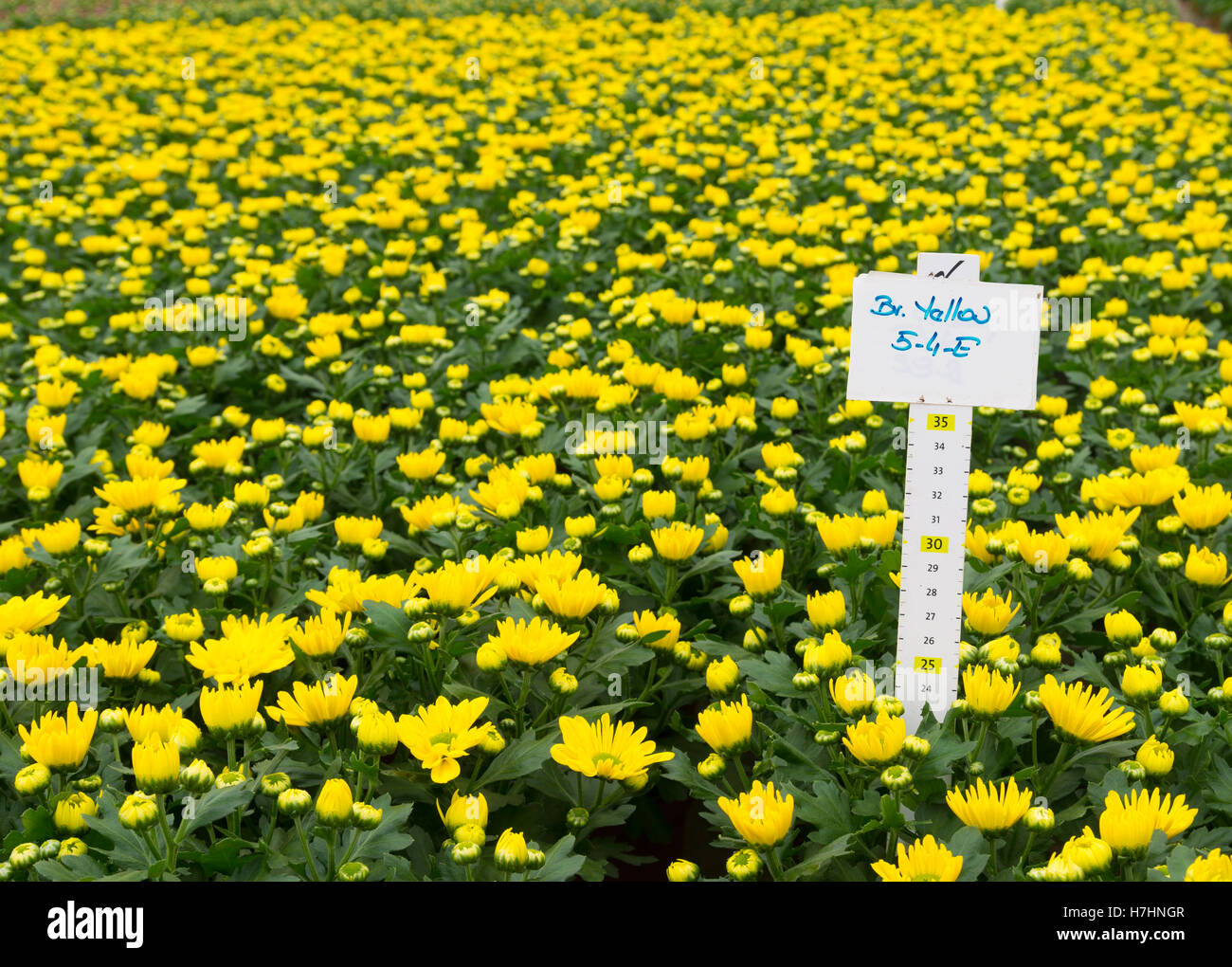 Fleurs jaune vif en fleurs dans une serre commerciale aux Pays-Bas Banque D'Images