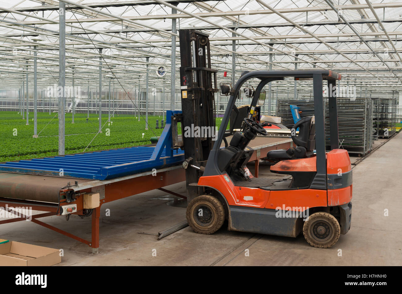 Chariot élévateur pour transplanter les plantes dans une serre commerciale aux Pays-Bas Banque D'Images