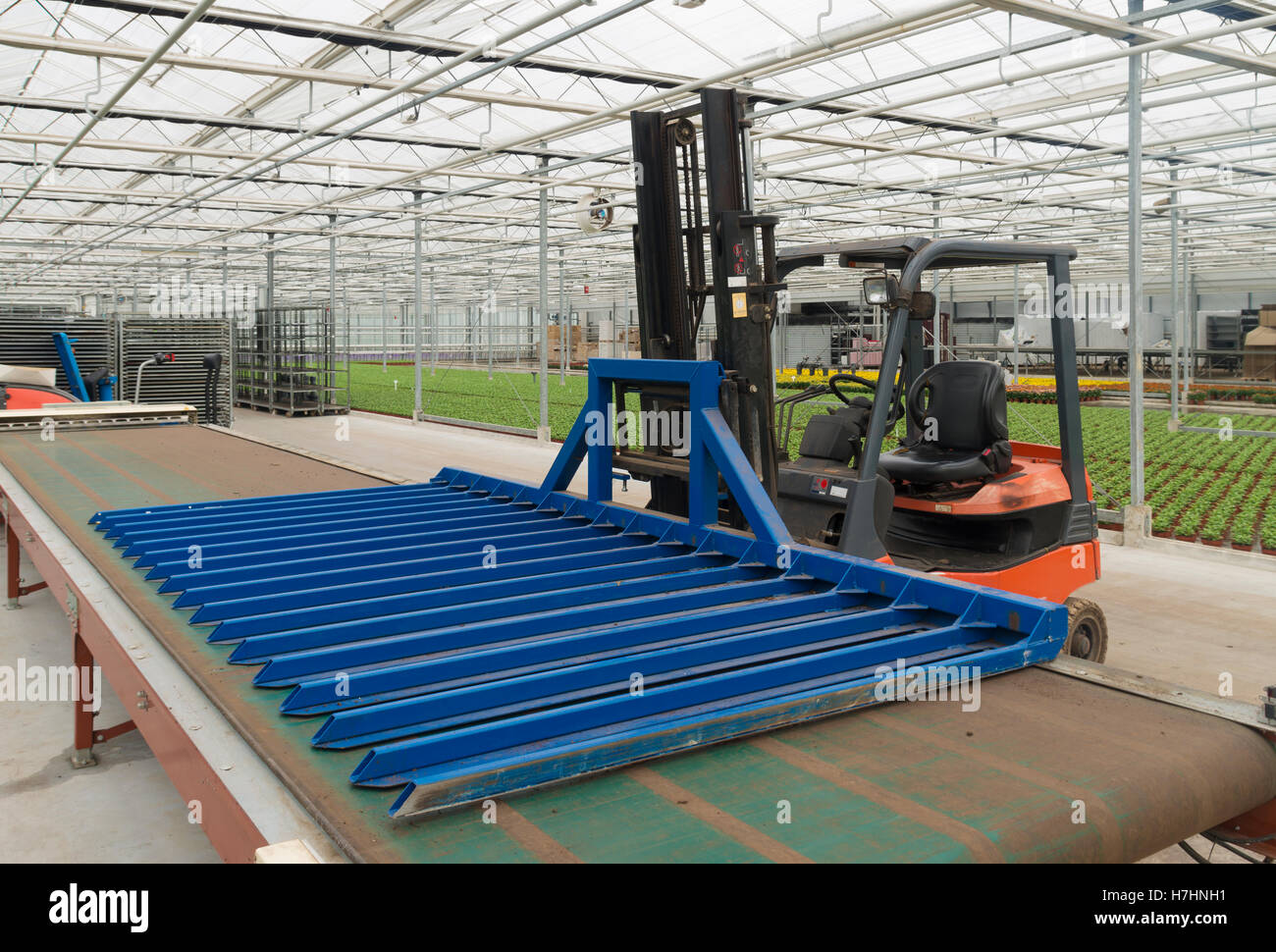 Chariot élévateur pour transplanter les plantes dans une serre commerciale aux Pays-Bas Banque D'Images