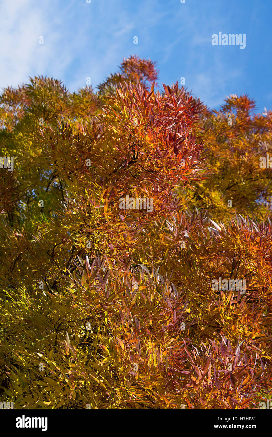 Belle couleur d'automne les feuilles des arbres dans la région de Primrose Hill, Londres. Banque D'Images