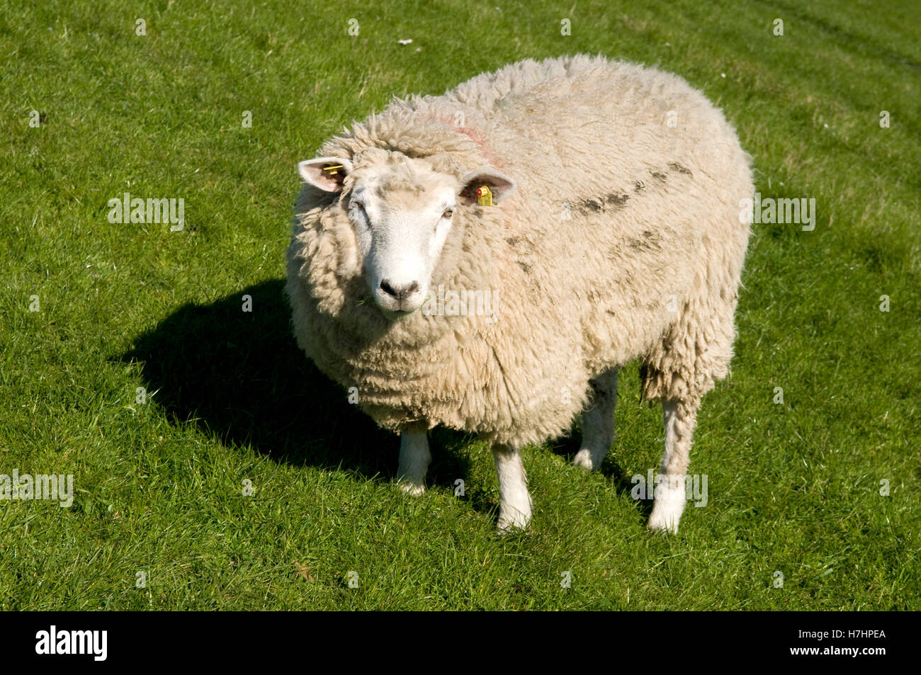 Moutons sur la digue sur l'île de Nordstrand, Schleswig-Holstein Banque D'Images