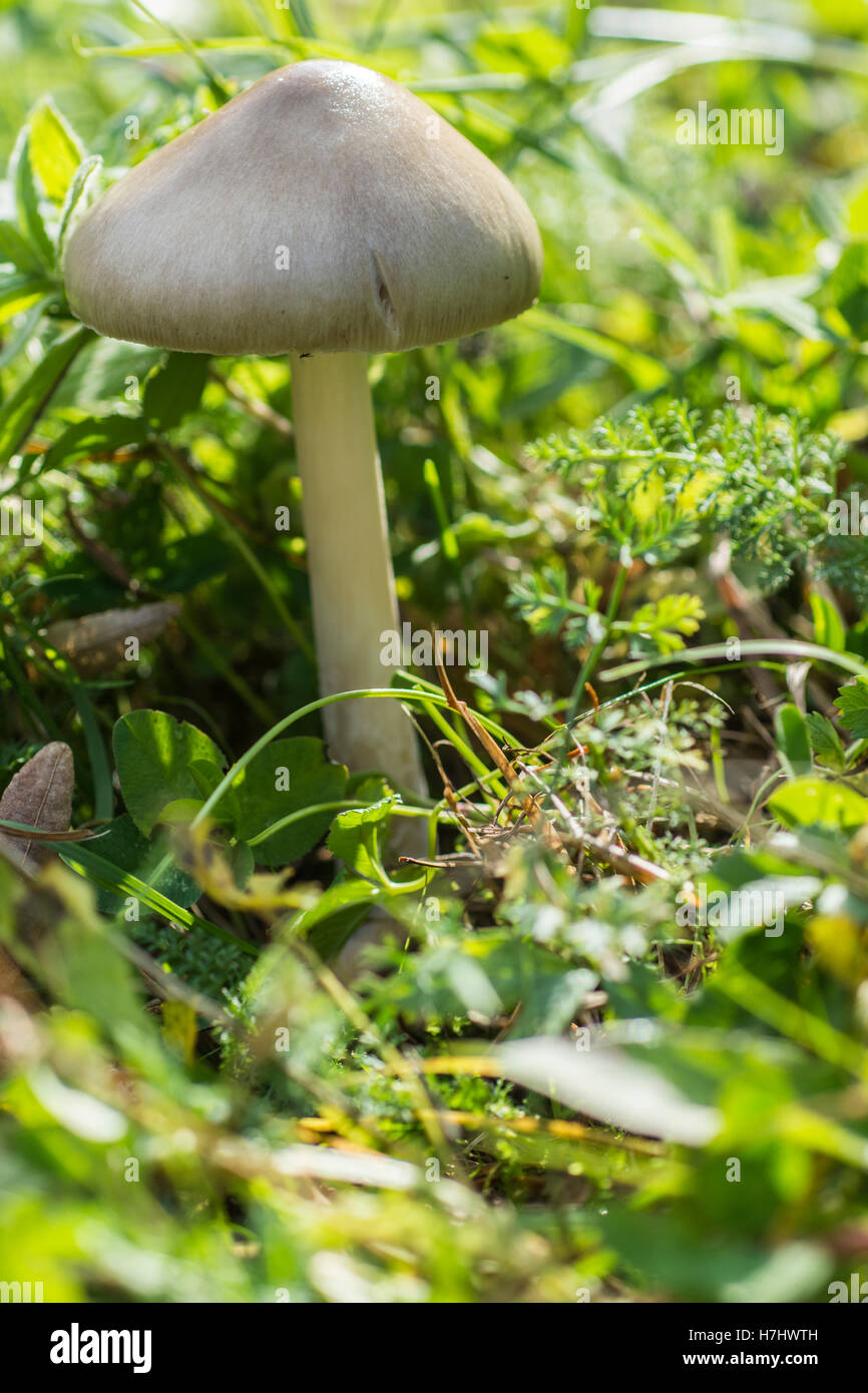 Champignons forestiers dans l'herbe. Arrière-plan de la nature. Banque D'Images