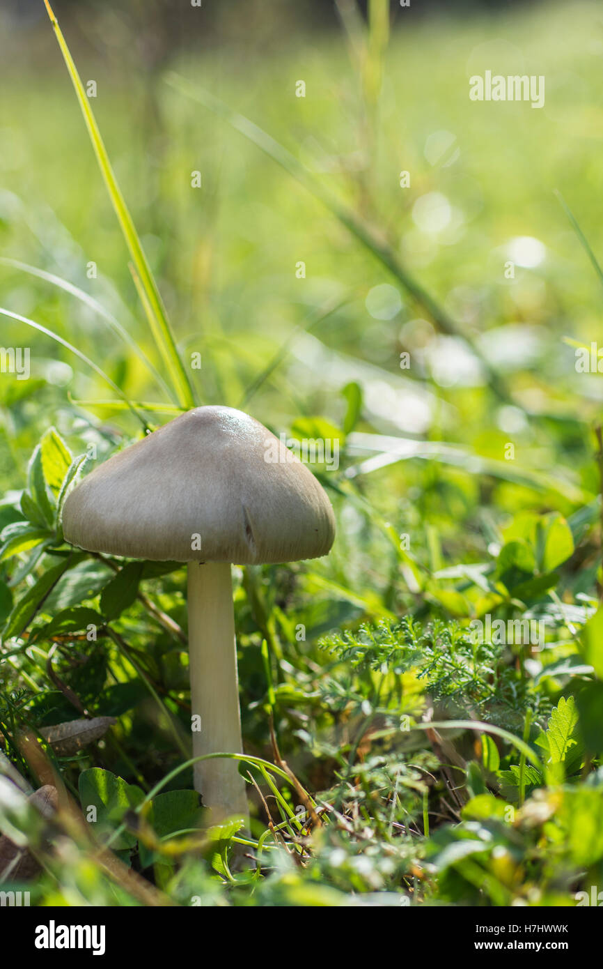 Champignons forestiers dans l'herbe. Arrière-plan de la nature. Banque D'Images