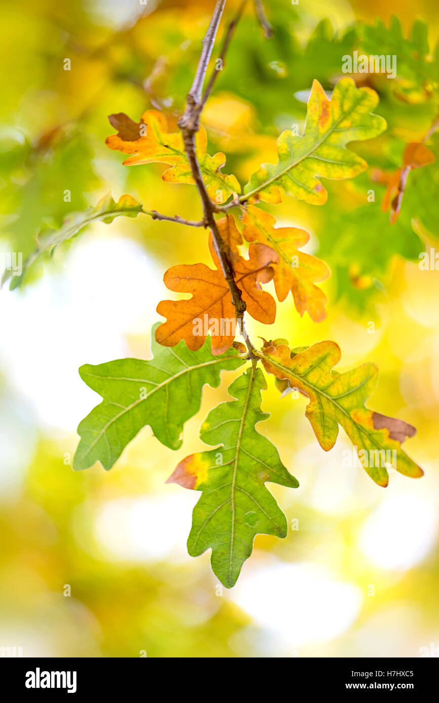 Automne Feuilles de chêne anglais couleur image prise dans le soleil d'automne contre un fond mou. Banque D'Images