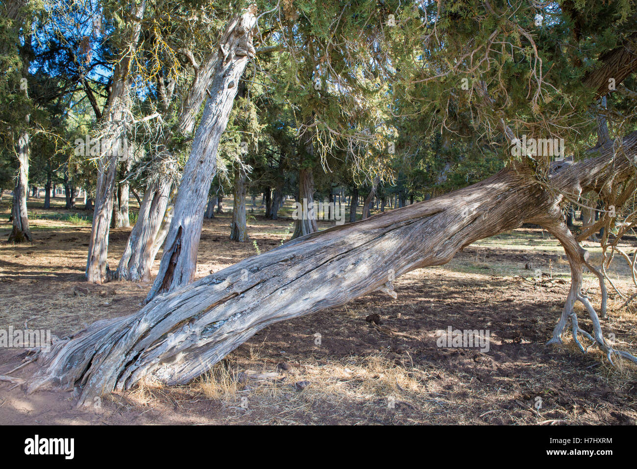 Forêt de genévrier (Juniperus thurifera) dans la province de Soria, Espagne Banque D'Images