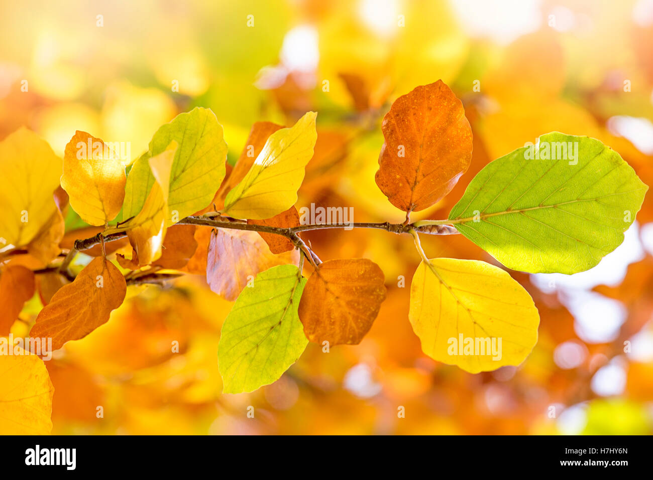 Couleur d'automne feuilles de hêtre Banque D'Images