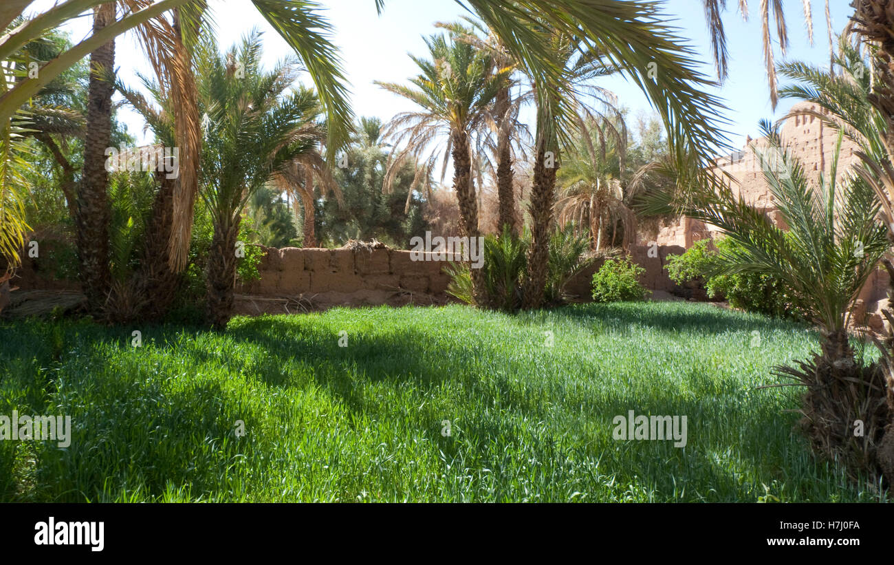 Oasis juste à l'extérieur de Tamnougalt, un village dans la vallée du Draa, Maroc Banque D'Images