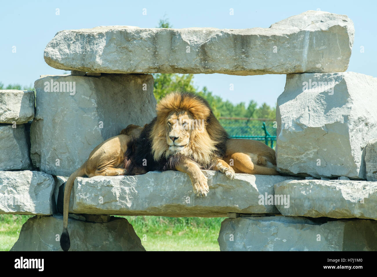 Lion reposant sur des rochers Banque D'Images