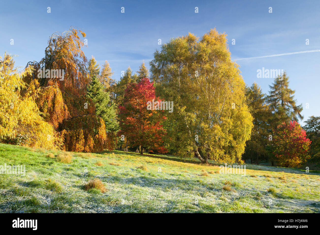 Le Yorkshire de l'Arboretum, le château Howard, New York. L'automne, en novembre 2016. Banque D'Images