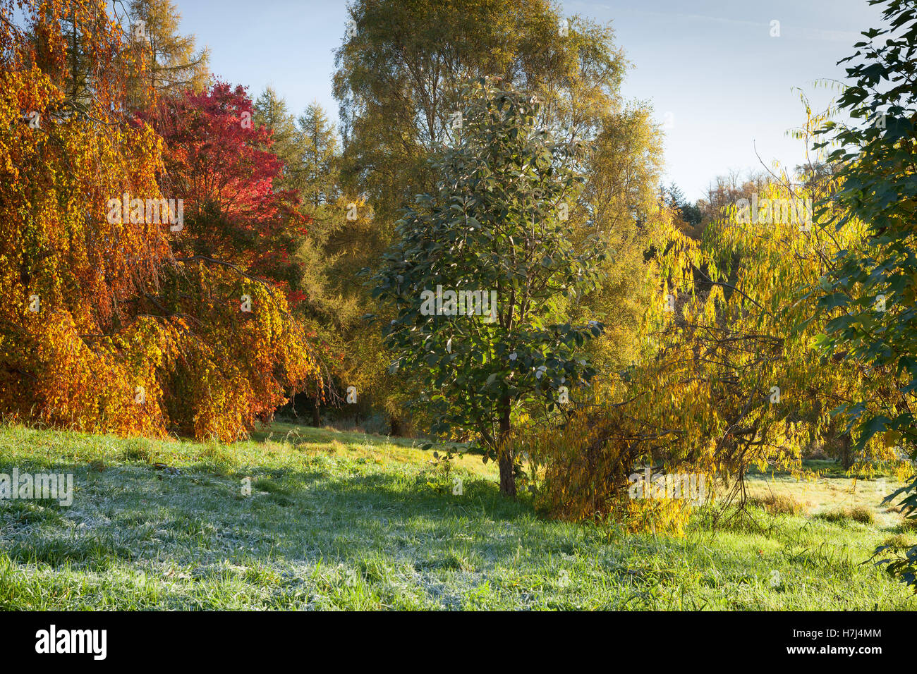 L'Arboretum du Yorkshire en automne. Le château Howard, York, Royaume-Uni. 2e novembre 2016. Banque D'Images