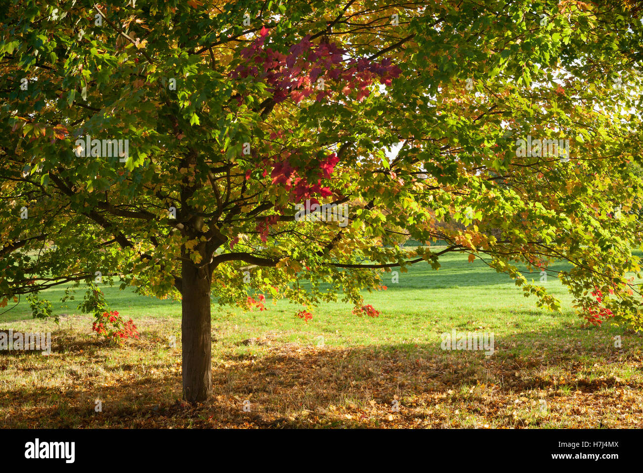 L'Arboretum du Yorkshire en automne. Le château Howard, York, Royaume-Uni. 2e novembre 2016. Banque D'Images