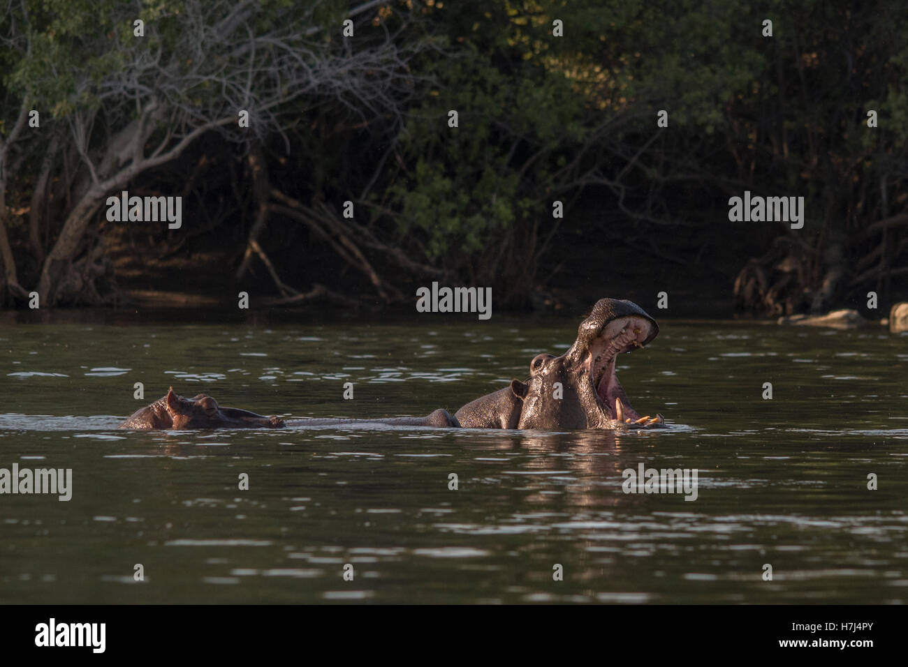 Deux hippopotames dans la rivière Kafue Banque D'Images