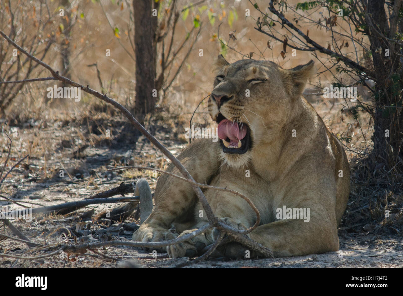 Lion dans le parc national de Kafue en Zambie Banque D'Images