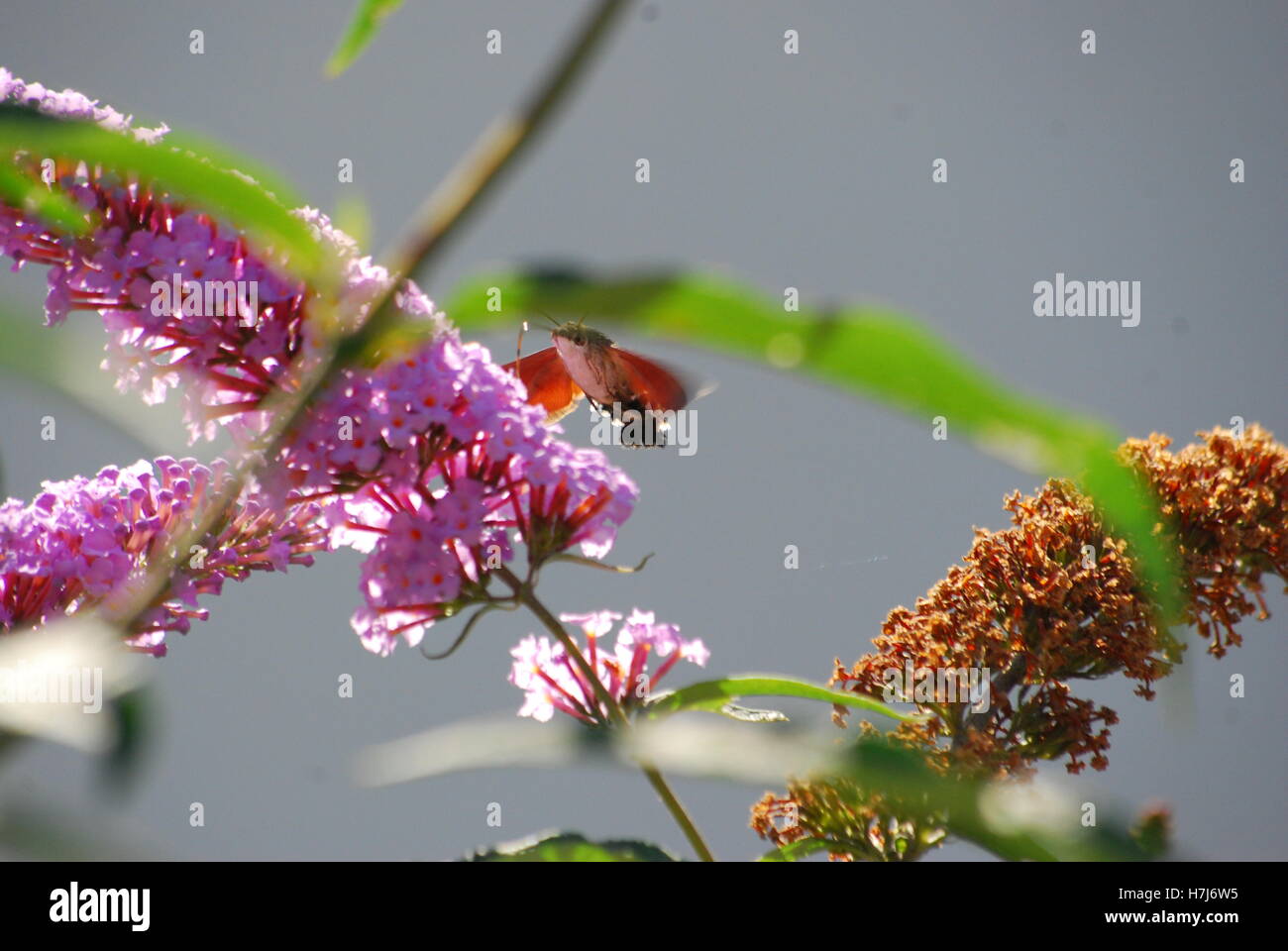 Hummingbird hawk papillon vole au-dessus des lilas Banque D'Images