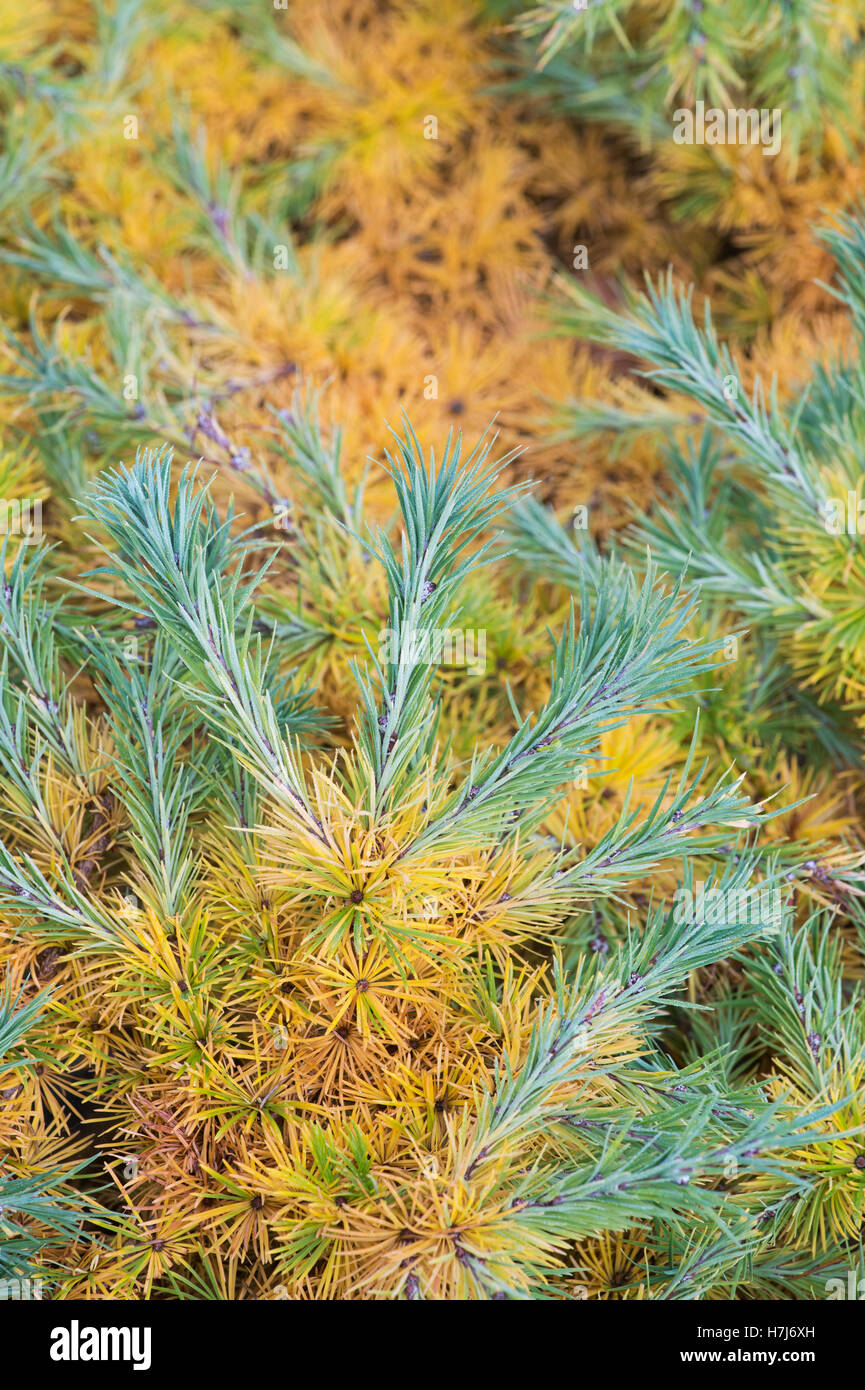 Larix kaempferi nain bleu. Mélèze japonais nain feuillage changeant de couleur à l'automne Banque D'Images