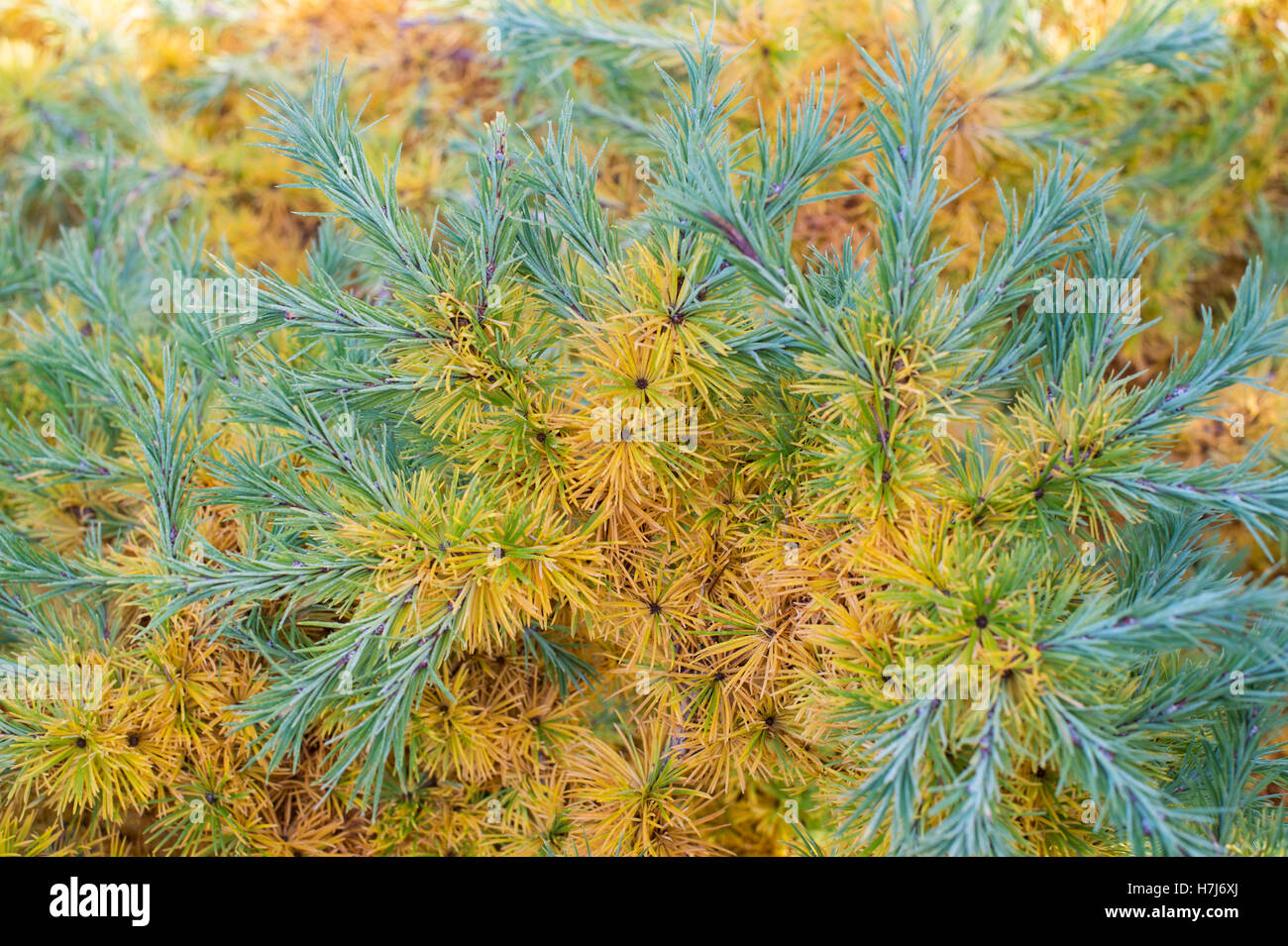 Larix kaempferi nain bleu. Mélèze japonais nain feuillage changeant de couleur à l'automne Banque D'Images