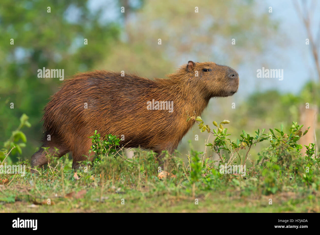Capybara (Hydrochaeris hydrochaeris) sur une berge, Pantanal, Mato Grosso, Brésil Banque D'Images