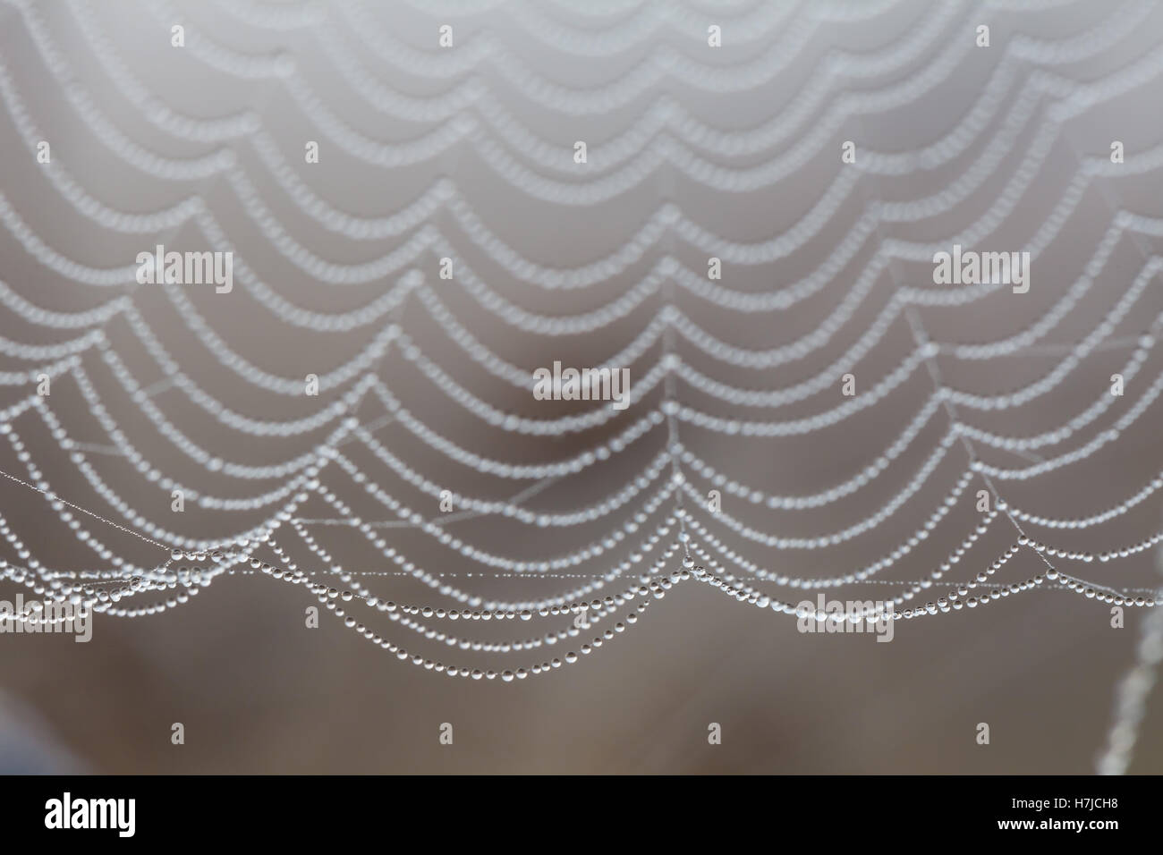 Gouttes d'eau sur spider web, sépia Banque D'Images