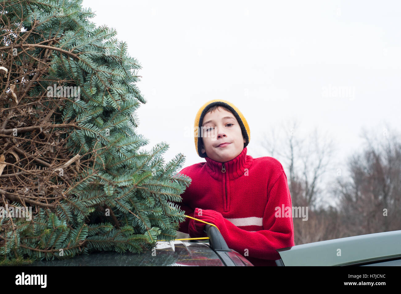 Garçon avec un arbre de Noël fraîchement coupés sur un toit de voiture Banque D'Images