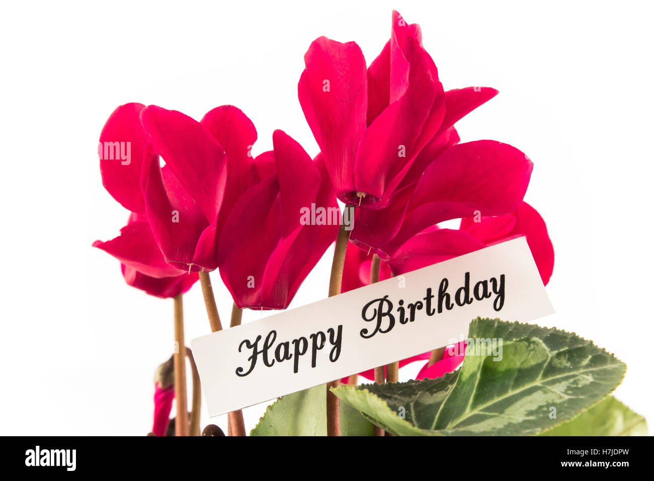 Joyeux Anniversaire Carte avec bouquet de cyclamens. Banque D'Images