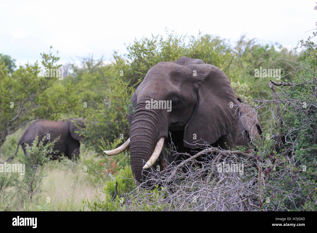 L'éléphant d'Afrique dans le parc national Kruger perk de manger les feuilles d'une branche d'arbre Banque D'Images