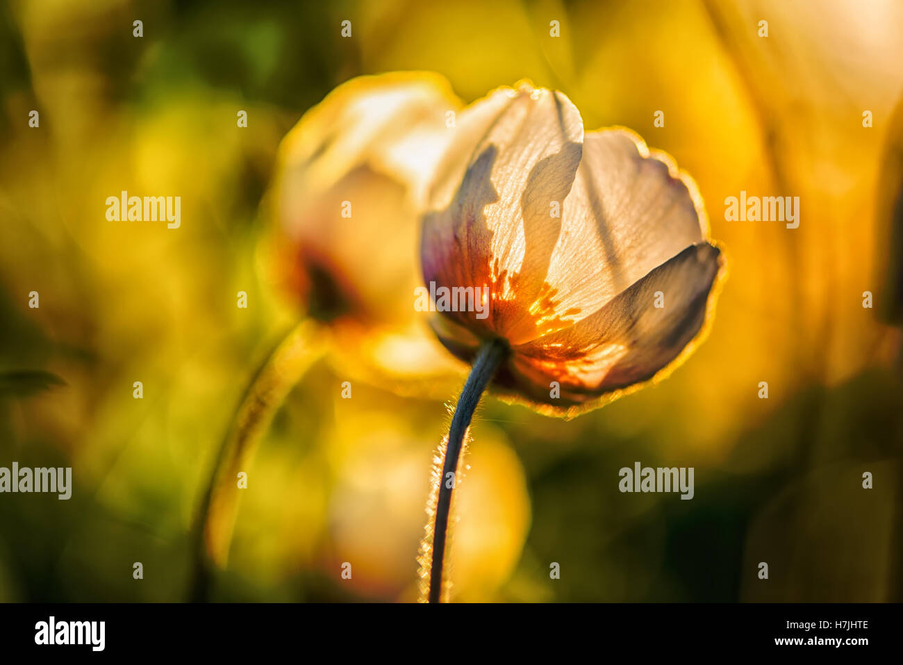 White anemone (Anemone nemorosa) fleurs à coucher du soleil brillent au printemps forêt, Close up Banque D'Images
