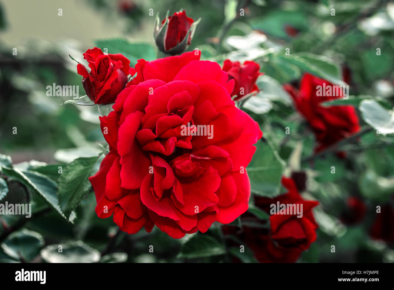 Roses rouges close up. L'arrière-plan. Banque D'Images