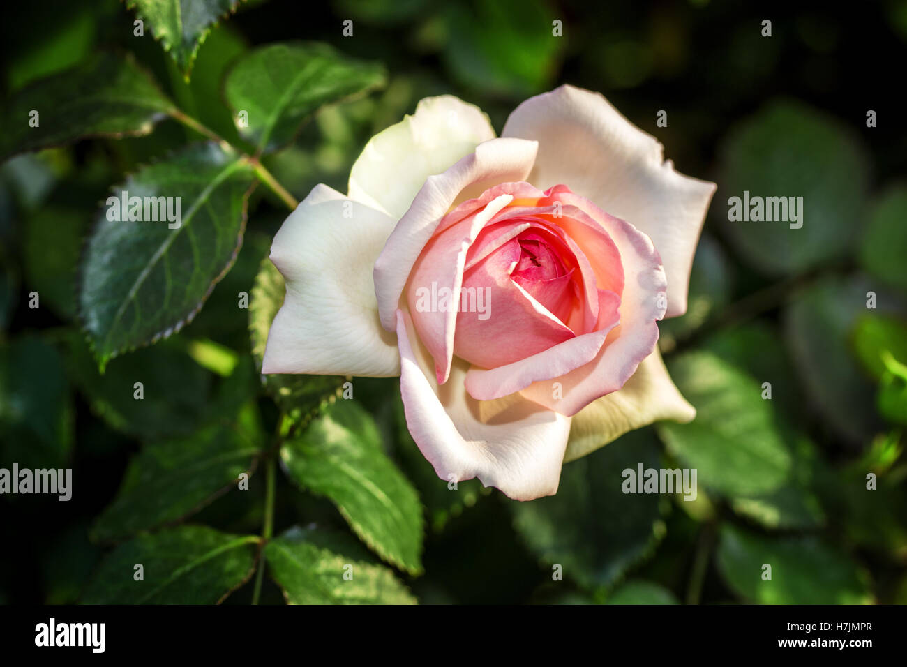Roses close up. L'arrière-plan. Banque D'Images