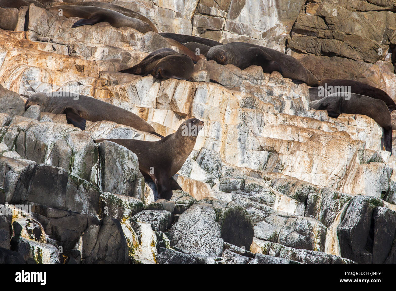 Une colonie de phoques à fourrure d'Australie (Arctocephalus pusillus doriferus) soleil sur les Frères près de Bruny Island Banque D'Images