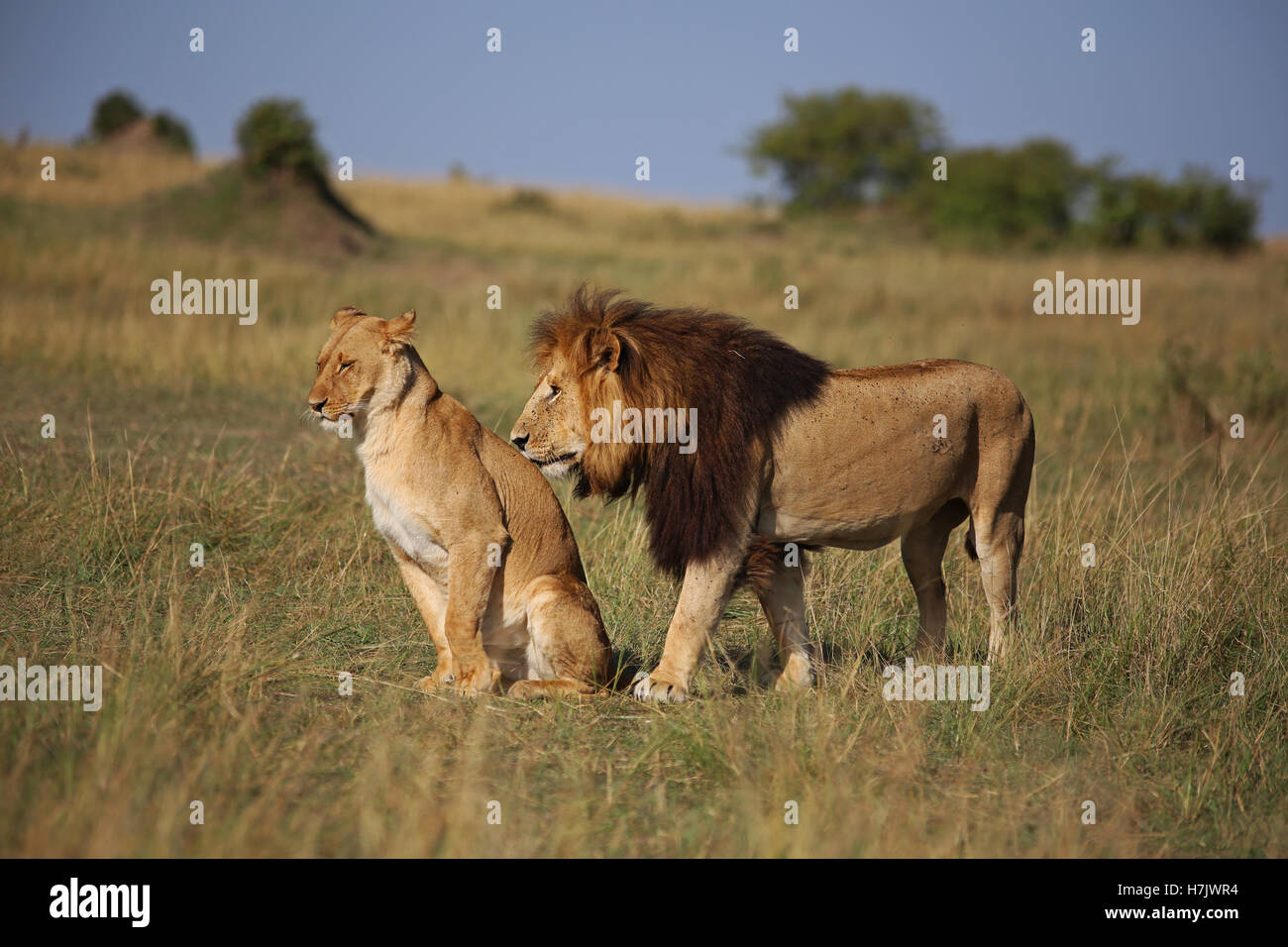 Paire de lions dans le Masai Mara, Kenya. Banque D'Images