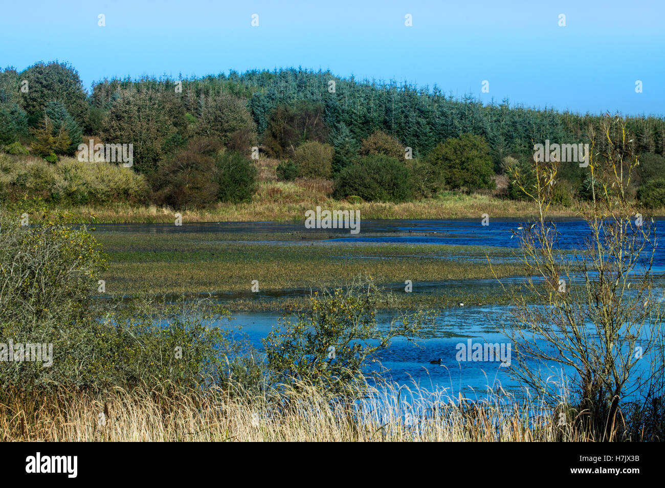 Llyn Cefni. Une vue sur le lac de près de Bodffordd Cefni de Las Lon Banque D'Images