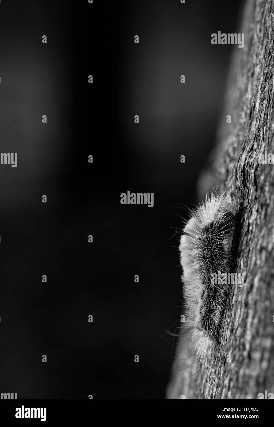 Calliteara pudibunda espèce d'escalade un arbre Banque D'Images