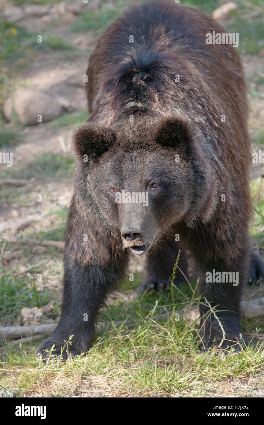 Portrait vertical de l'ours brun, Ursus arctos. Pyrénées. L'Espagne. Banque D'Images
