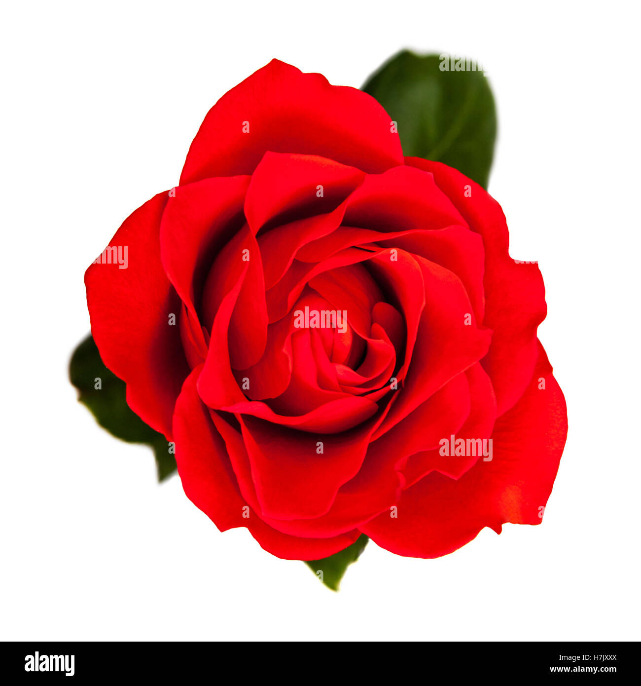 Rose rouge isolé sur fond blanc Banque D'Images