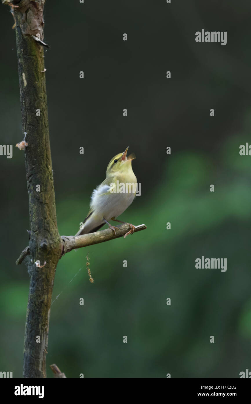 Paruline des bois ( Phylloscopus sibilatrix ), Paruline du Nouveau monde, mâle, perché sur une branche, chant, courtisant, faune, Europe. Banque D'Images