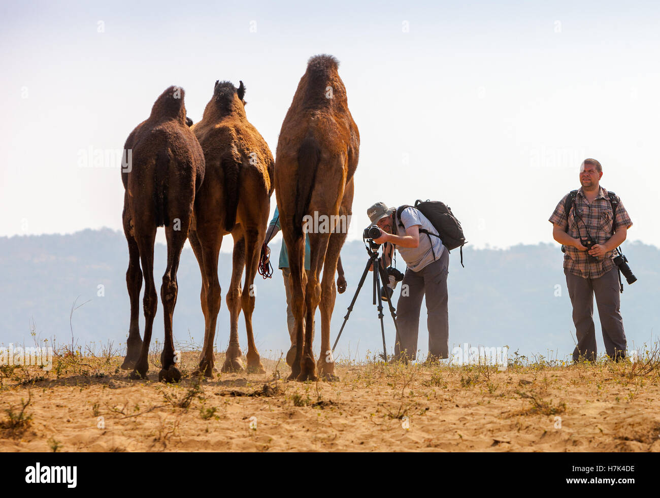 PUSHKAR, INDE - Le 21 novembre 2012 : Les photographes de prendre des photos à la foire de Pushkar (Pushkar Camel Fair, Pushkar Mela). Banque D'Images