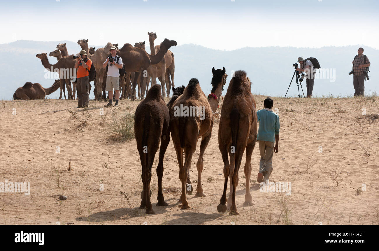 PUSHKAR, INDE - Le 21 novembre 2012 : Les photographes de prendre des photos à la foire de Pushkar (Pushkar Camel Fair, Pushkar Mela). Banque D'Images