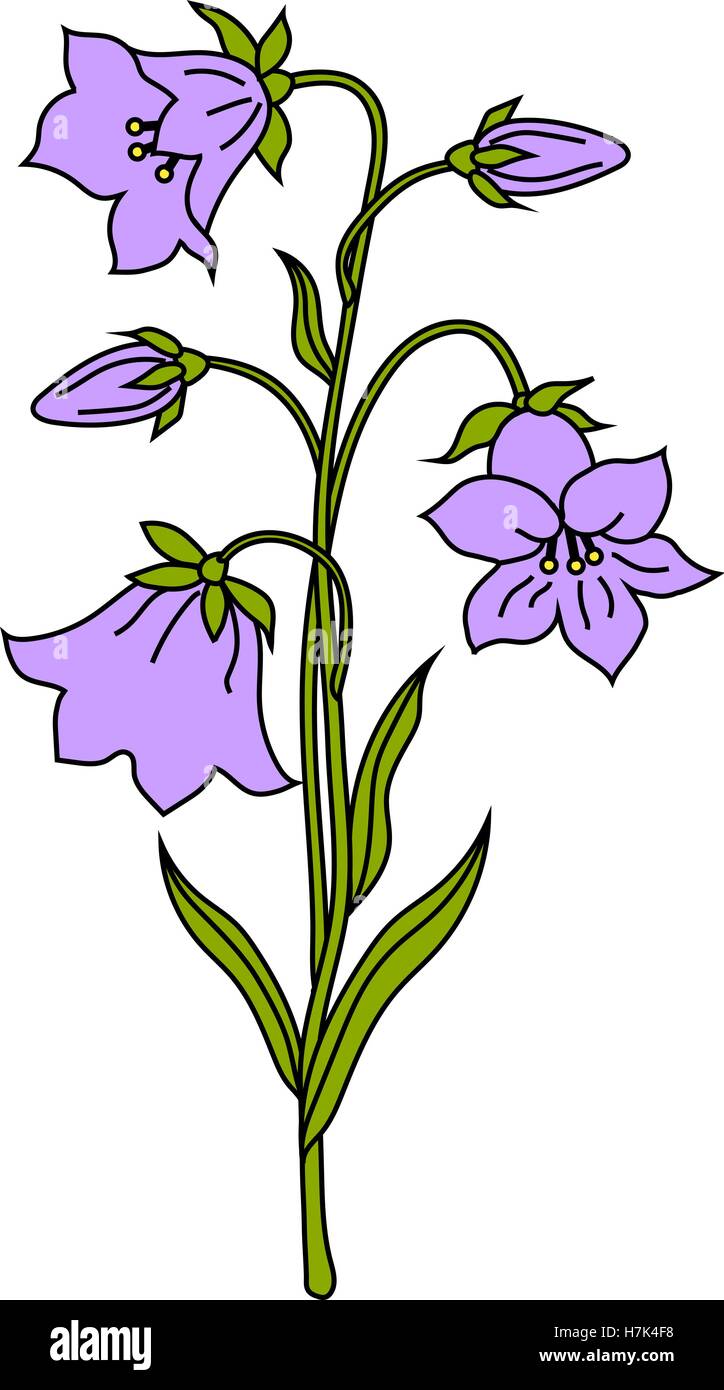 Vector illustration de fleurs bell isolé sur fond blanc. Illustration de Vecteur